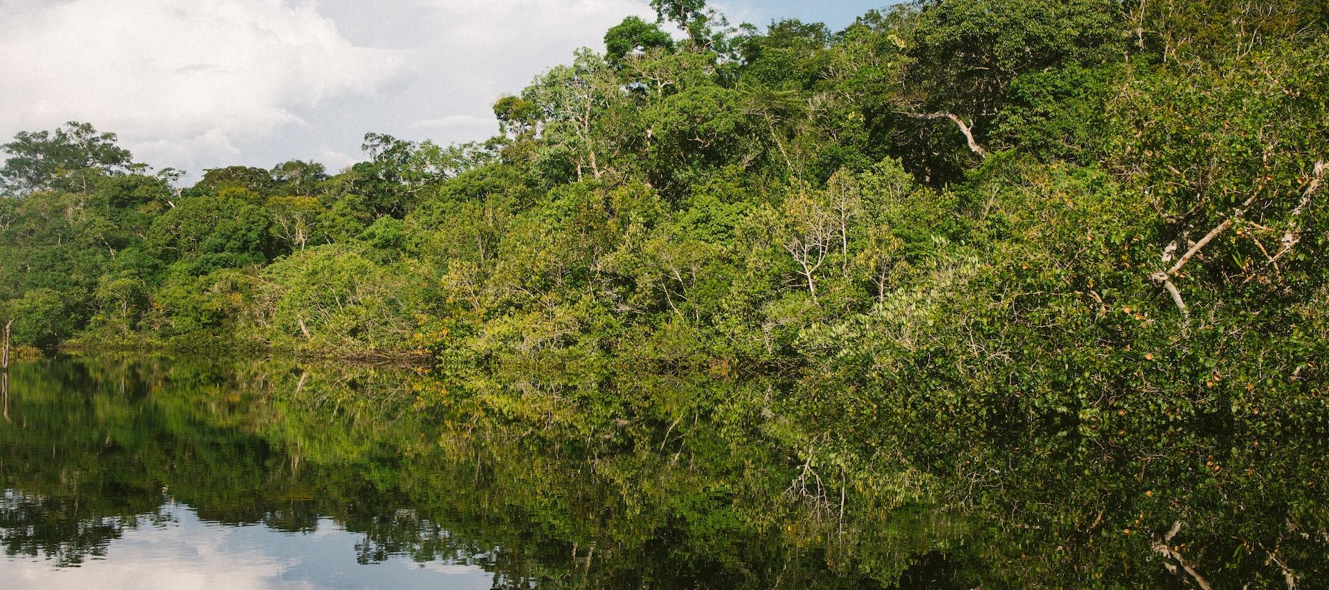 green-leafed trees