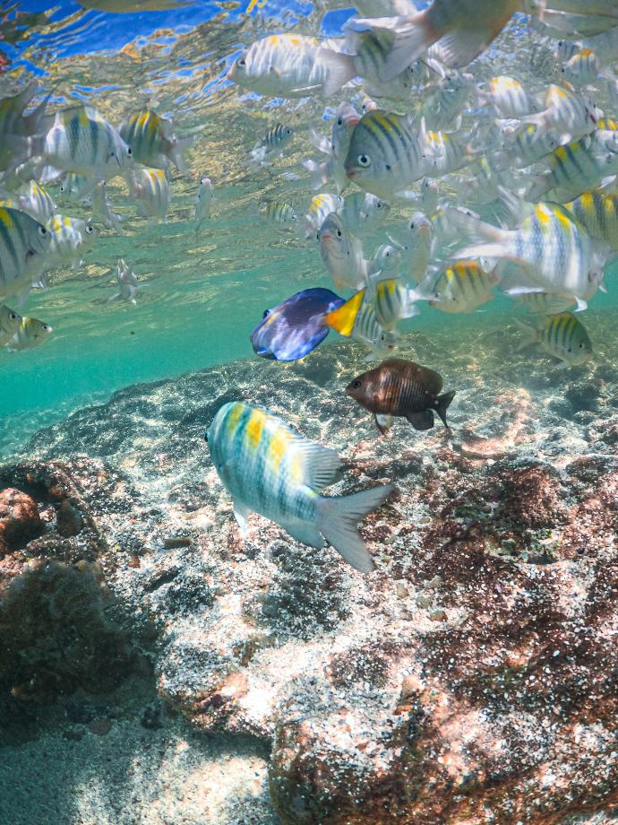 Poissons colorés dans la mer de Maceió