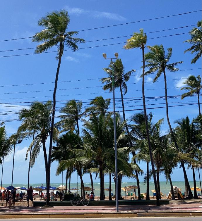 Photo de palmiers à Maceió avec un ciel bleu dégagé